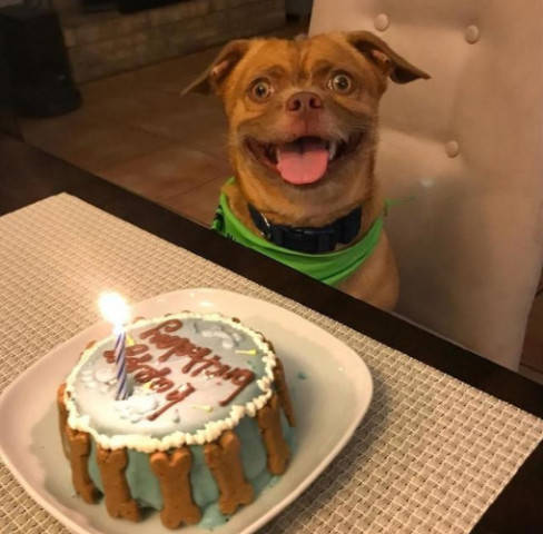 狗狗养多久跟主人亲 abece48733ed46faae99427e7be2a7b9.jpeg