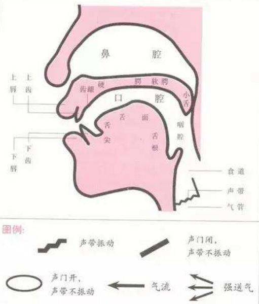 儿童言语康复中不容忽视的呼吸训练_发声