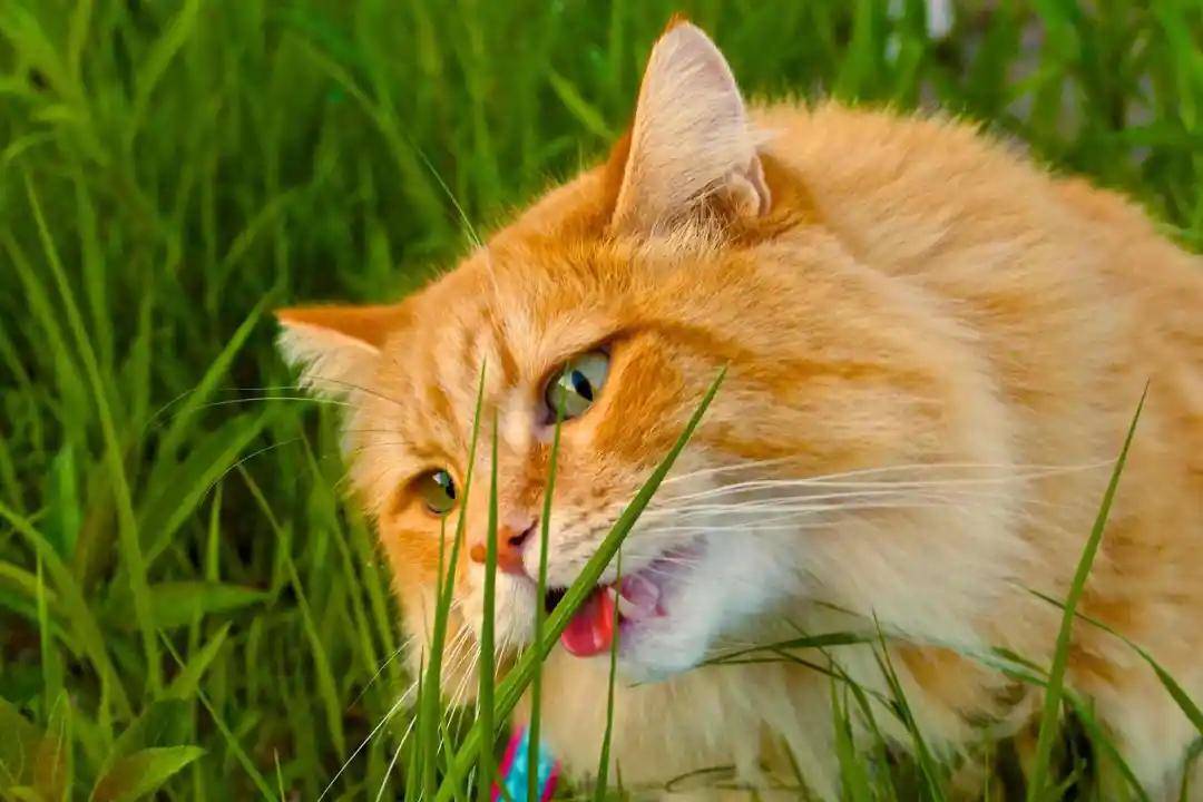 40d3146f23214829ab74323daff4a16c.jpeg