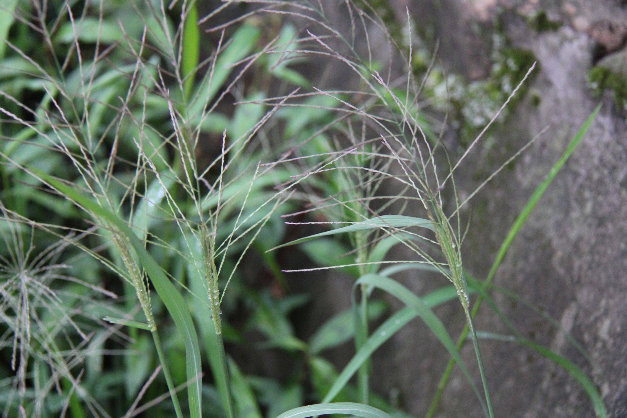 庆元植物1257禾本科千金子属千金子