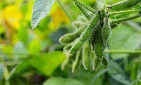 什么时间种大豆合适 ec1de282ab2245fcbcfe91105e63b6d5.jpeg