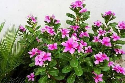 什么手术要花100万 513fdec6a51646ac9312f1c4f703af79.jpeg