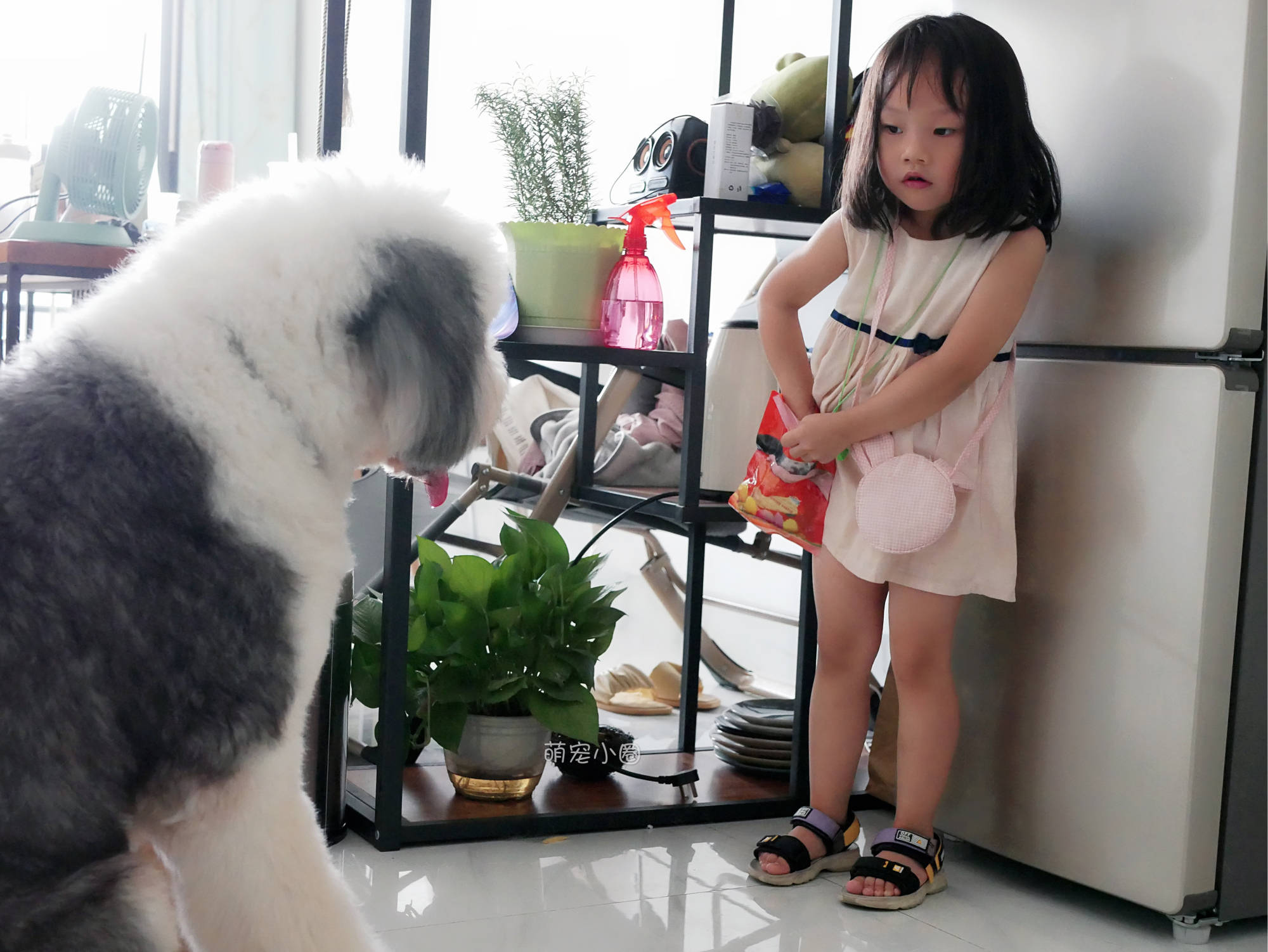 怎么看小狗狗聪不聪明 58ea1de84ea242b59895b75cd61d0862.jpeg