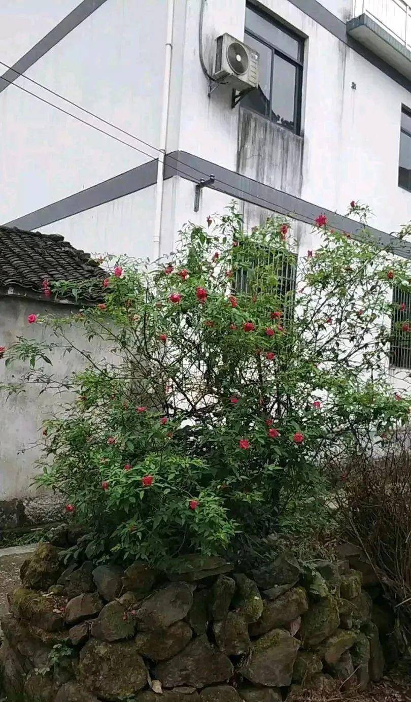 牡丹|熊孩子玩火烧坏，只剩树皮还能活？407岁古树