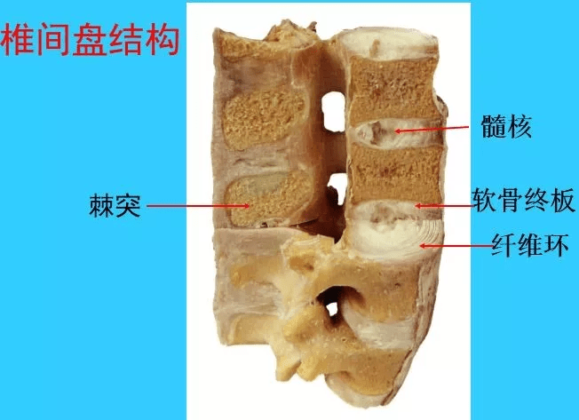 很实用!脊椎解剖图解!