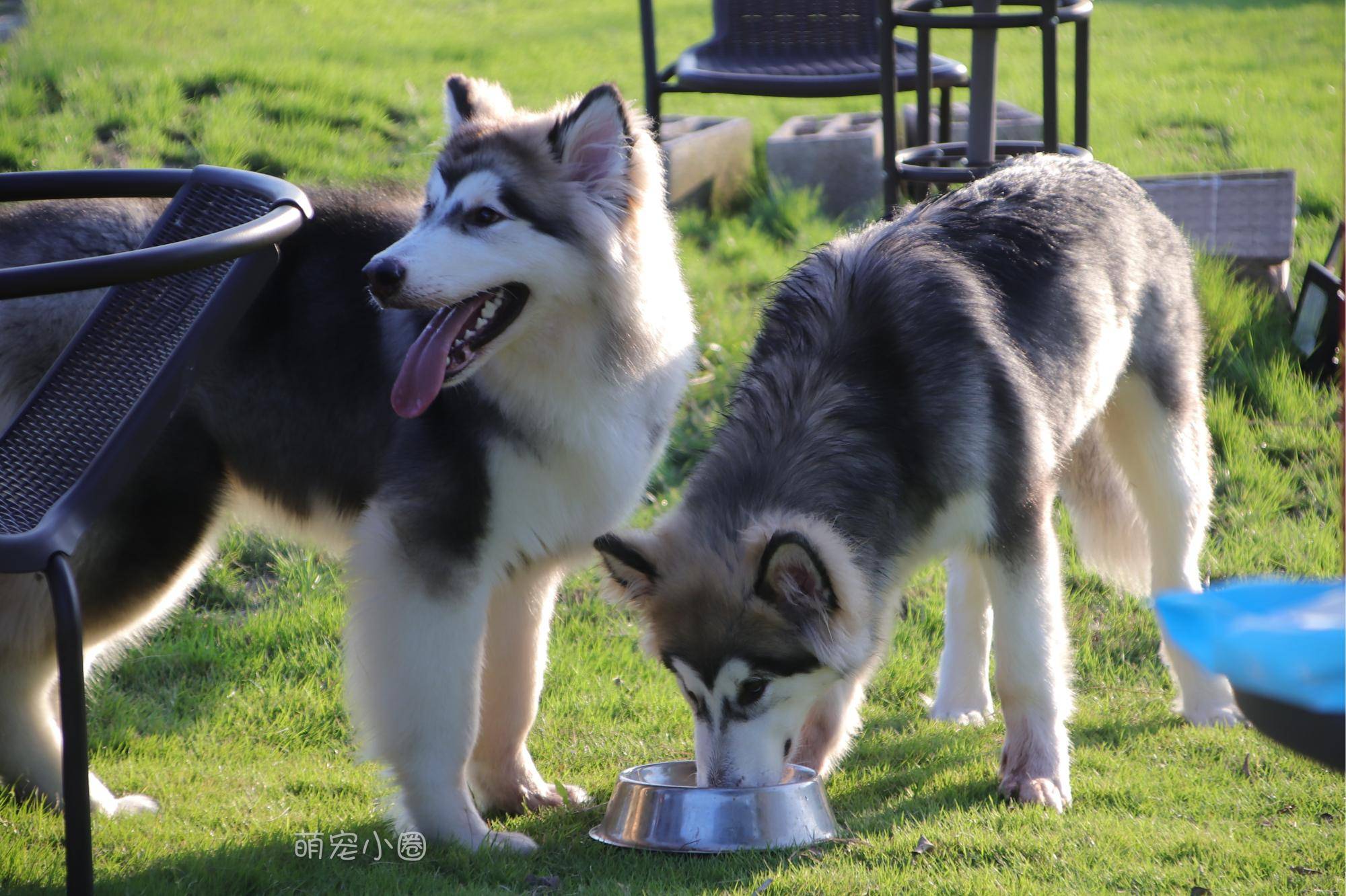 怎么看小狗聪不聪明 f67c7bce745d498db637d510c18f5058.jpeg