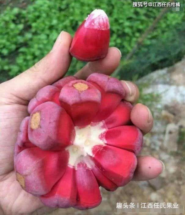 当今中国十大最有种植前景的高端特色水果之首是什么