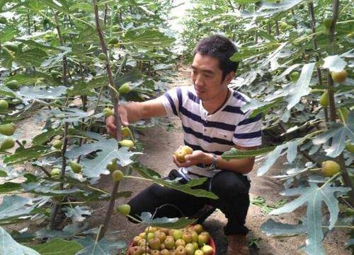 无花果叶子变黄怎么办