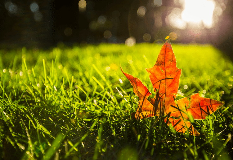 古代|叶落惊秋：说说中国古代各个朝代的立秋