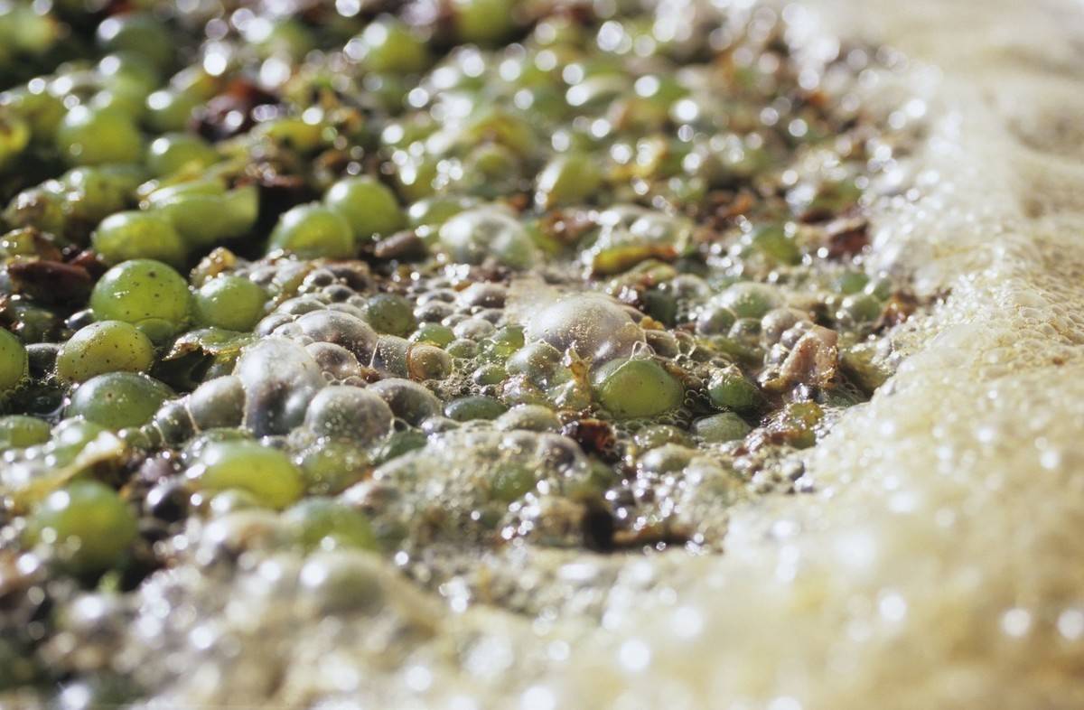 葡萄|到底要不要去葡萄皮？—真全粮胡星杰酿葡萄酒