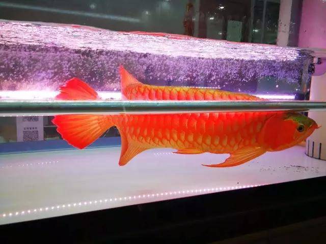 鱼多久会发色 8624c7c007e74213a783386e50830e81.jpeg