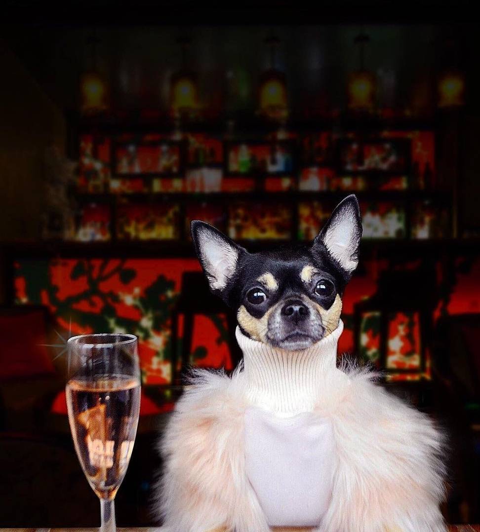 汪界|吉娃娃Dolly成汪界潮流教主，它的衣服竟比零食还多！