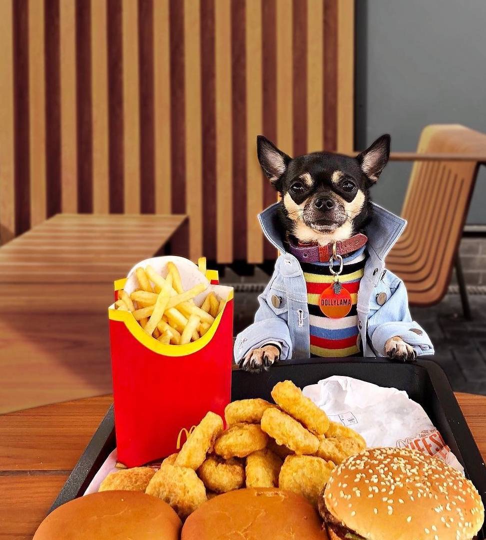 汪界|吉娃娃Dolly成汪界潮流教主，它的衣服竟比零食还多！