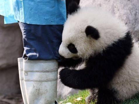 木架|竟然软硬兼施：奶爸，别走，陪宝宝玩！熊猫宝宝为了留住奶爸