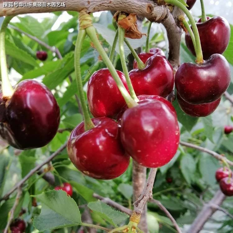 布鲁克斯樱桃苗 口感最好的樱桃品种 布鲁克斯樱桃的夏季管理方法