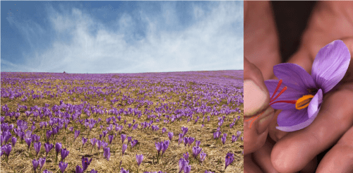 西班牙|奢享THALISSI与Alissi Bronte皇室臻宠,解锁西班牙式高端护肤体验