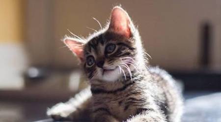 猫咪怎么样会有耳螨 6b85667471f84e99a3c4e5e6492a4ec1.jpeg