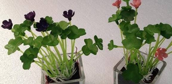 室内绿植净化空气 921f86832be7412a9ca0704aa9e1d5ad.jpeg