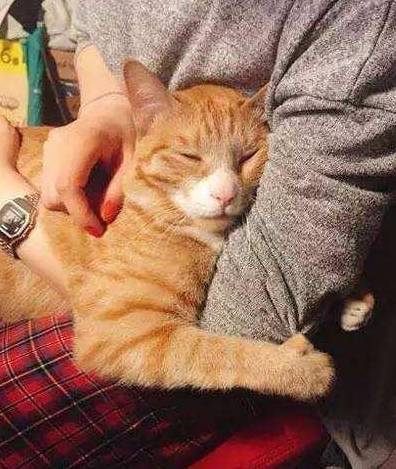 猫咪怎么样才能抱着睡觉 703ebddd89524507a9ecda15ce6f1c01.jpeg