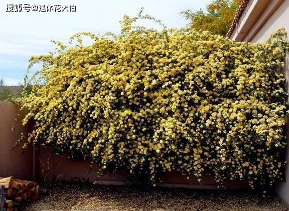 爬墙月季花怎么选 a2ad7f13dc9d48049570955c93b296f7.jpeg