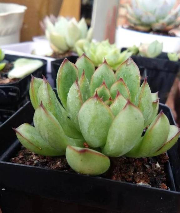 多肉怎样服盆快 486382cb2d3b4a2f93de1ebe69bda17b.jpeg