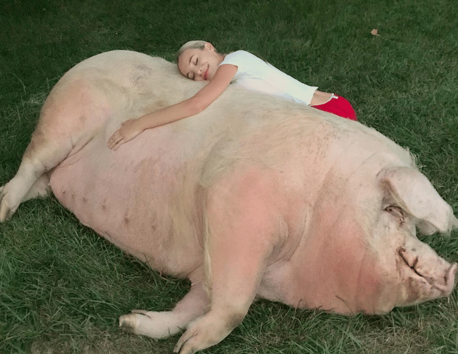 高尔夫美国公开赛冠军女友上热搜把1000斤大肥猪当宠物养