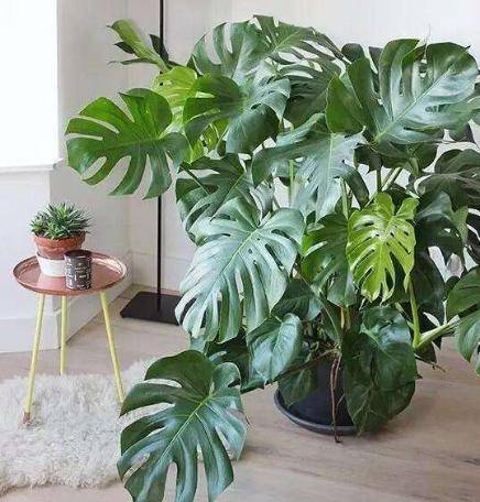 龟背竹水培好还是土养好 1acfdad2a2ae44b5b2b455fdf76e99d7.jpeg