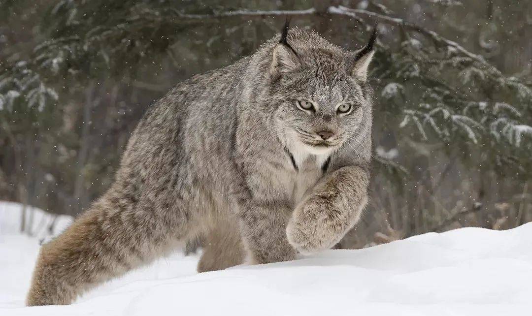 加拿大猞猁:表面上翘臀嫩猫,背地里超凶残!_手机搜狐网