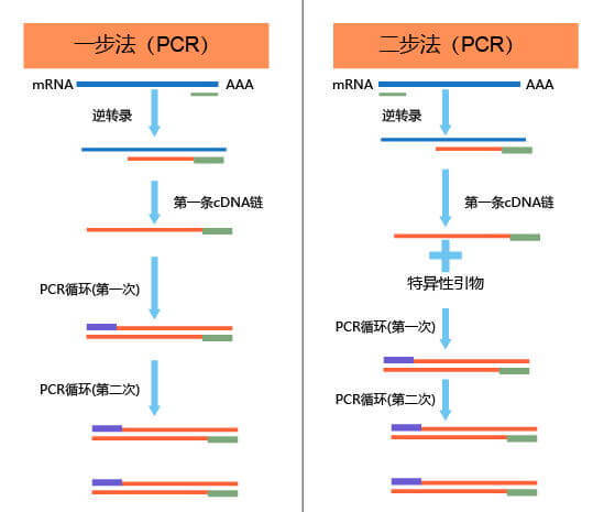 新提的 rna 很容易降解;l 逆转录反应过程,需建立无 rnaase 环