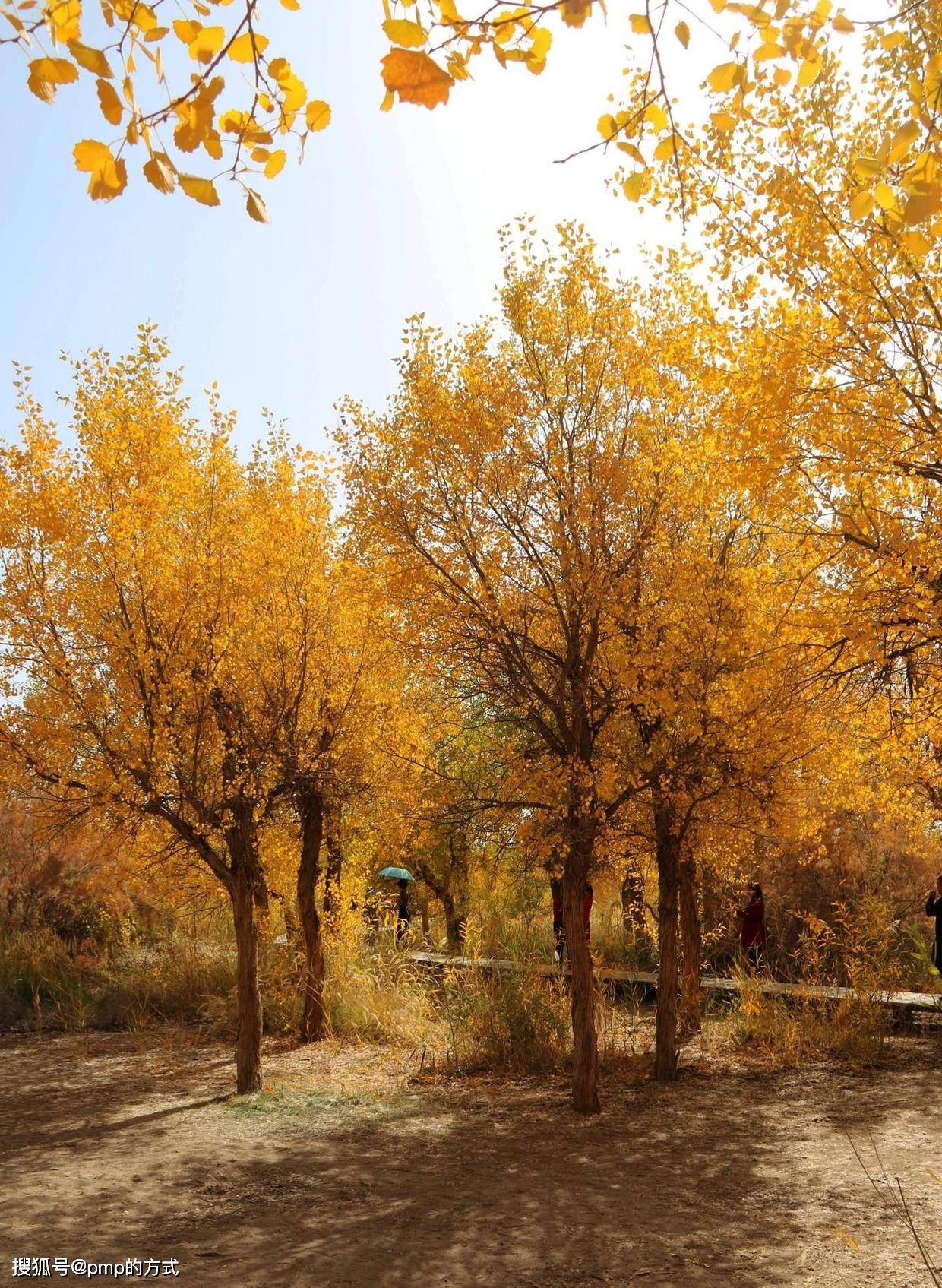 怎么进入金黄市 646c66099bfa45ebbb8c6d60d2370329.jpeg