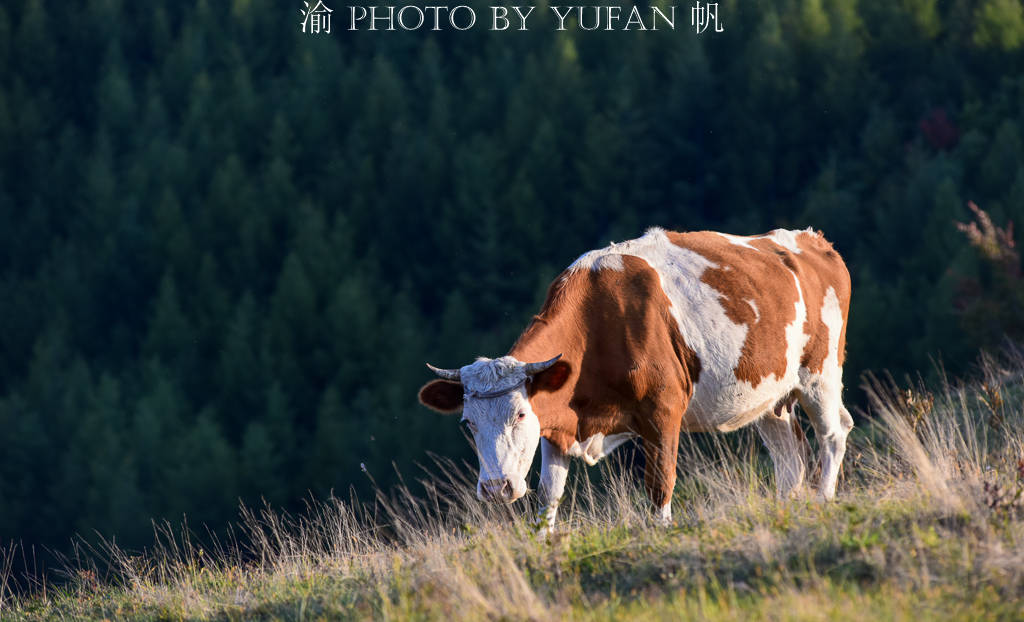 中朝边境发现一片高山草原，牛羊成群美如画