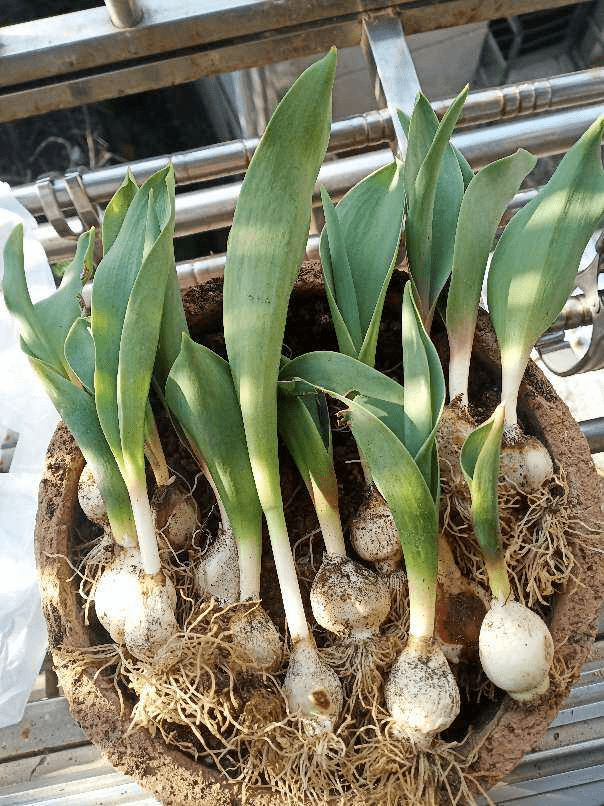 球根植物开一次,球越来越小,该如何养大呢?