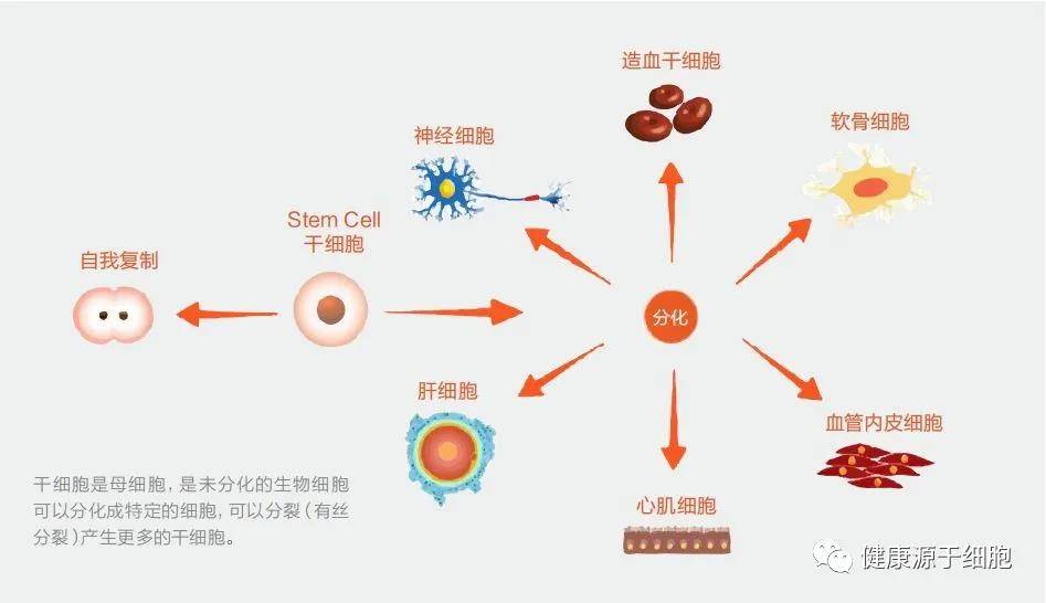 什么是子午流注详解视频 c445a0e4246c4f9491ebe25d841f582d.jpeg