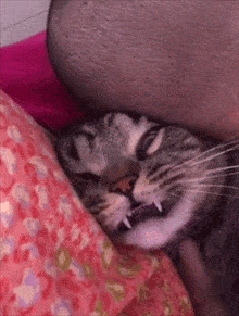熊孩子见到猫猫后热情拥抱,猫猫的表情亮了:有刁明想要谋害朕
