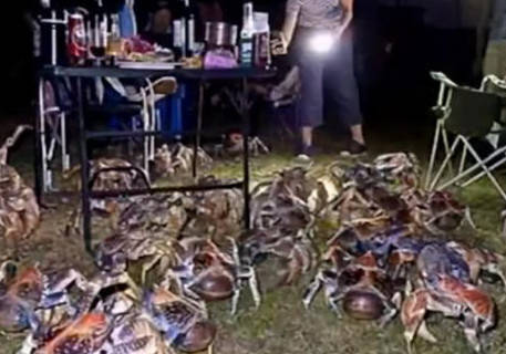 大螃蟹|可惜不敢吃直流口水！家庭烧烤时爬来50多只大螃蟹