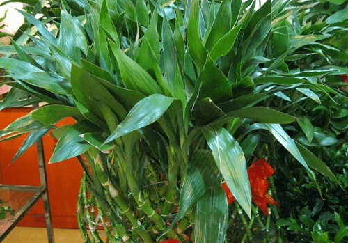 富贵竹怎么养比较绿 9f5d58827c2e472dbb48d2a8701cd115.png