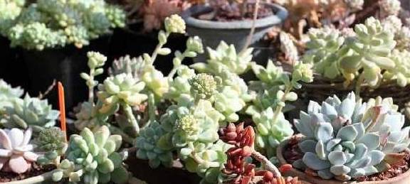 多肉种植方法教程大全 a926b99879624471882b95c2408abee6.jpeg