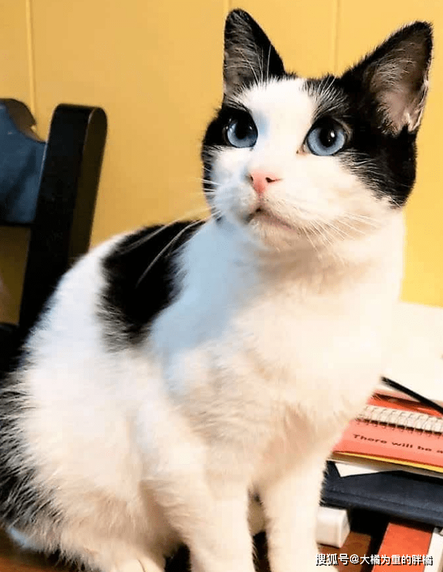 蓝眼奶牛猫被女子相中,半年后才被收养,女子用它救下14只流浪猫