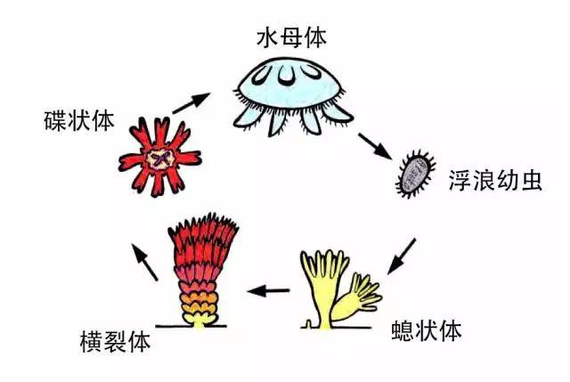 海月水母的生活史示意图.图片:古泽昭人《环境生态group》