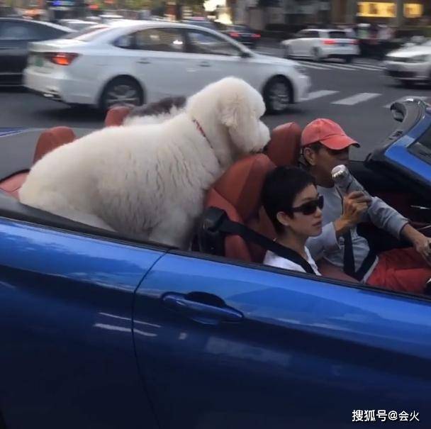 敞篷车|原创张丰毅开敞篷车现身，副驾驶坐短发女子，后座两只巨型犬抢眼