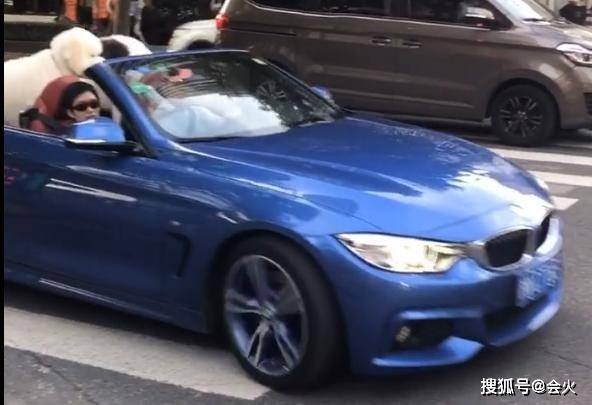 敞篷车|原创张丰毅开敞篷车现身，副驾驶坐短发女子，后座两只巨型犬抢眼