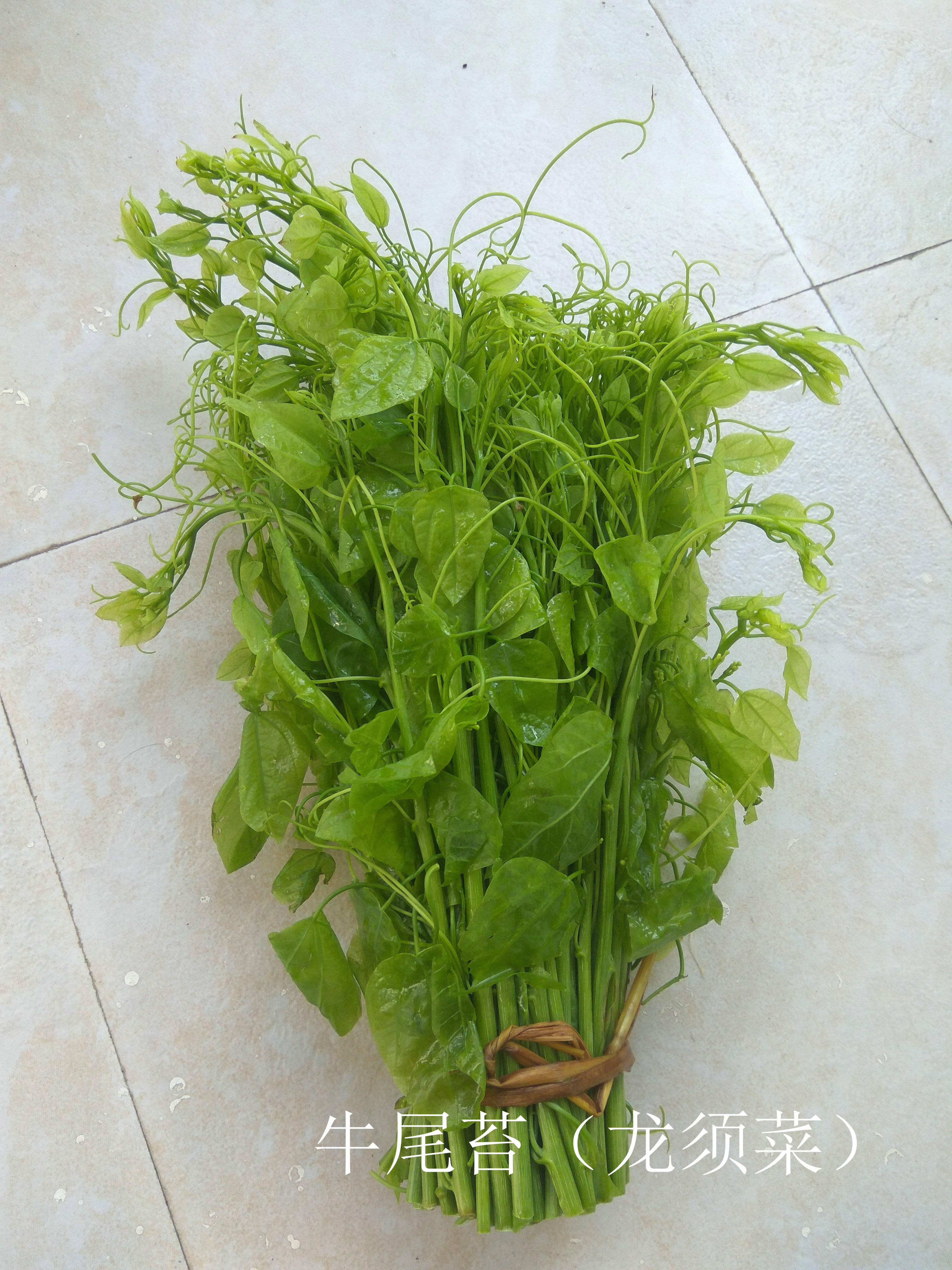 南方绿化花木野菜野果