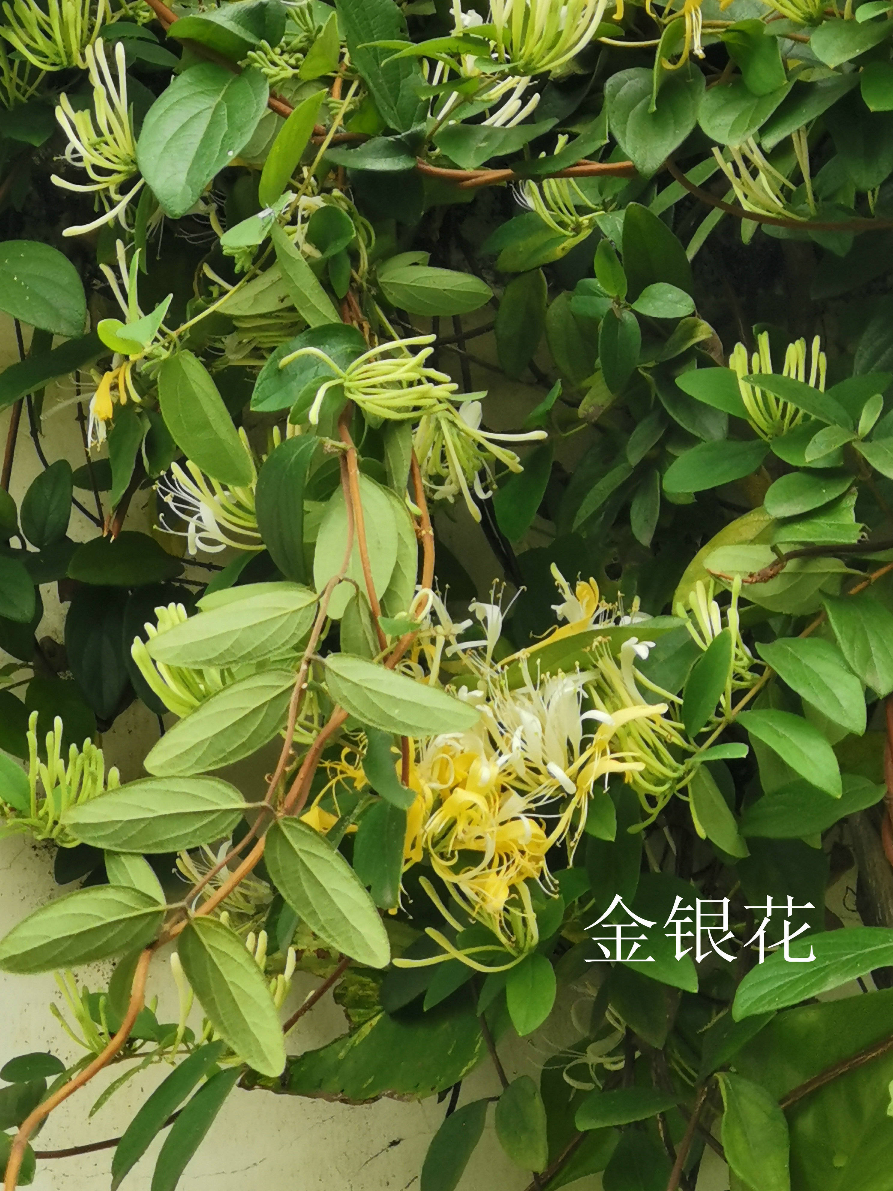 南方绿化花木野菜野果_褚实