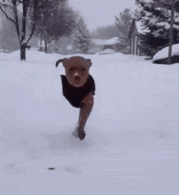 原创搞笑gif动态图:如果你觉得生活不如意,那么看看它们吧