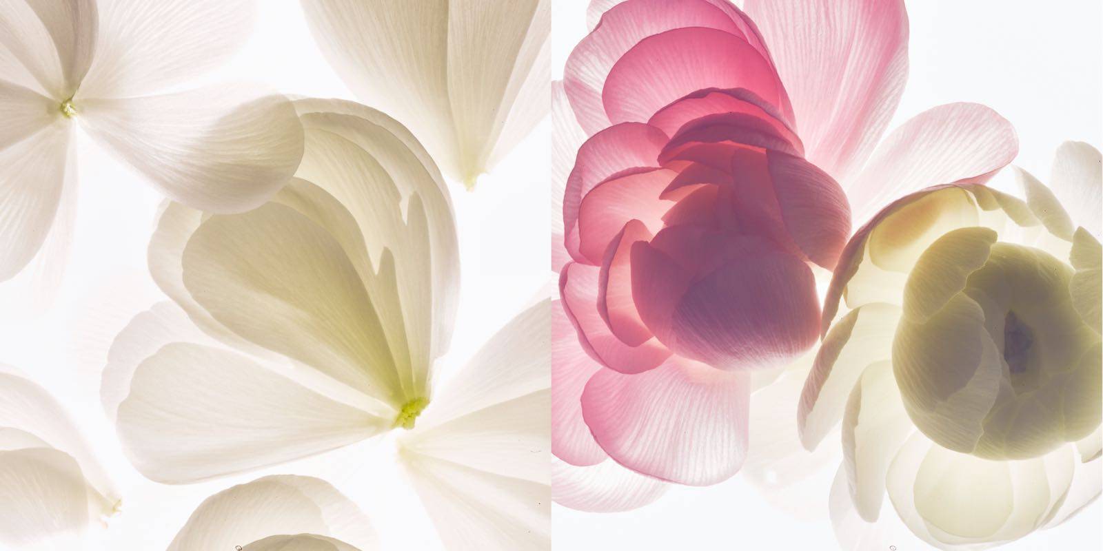 牡丹|人间韶光复流连，众里WEI她倾国色