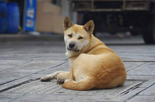 家里土狗不吃饭怎么办