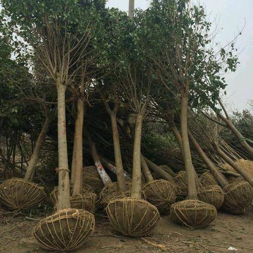 大叶工业获得补贴“失踪” 董秘职业履历存重大