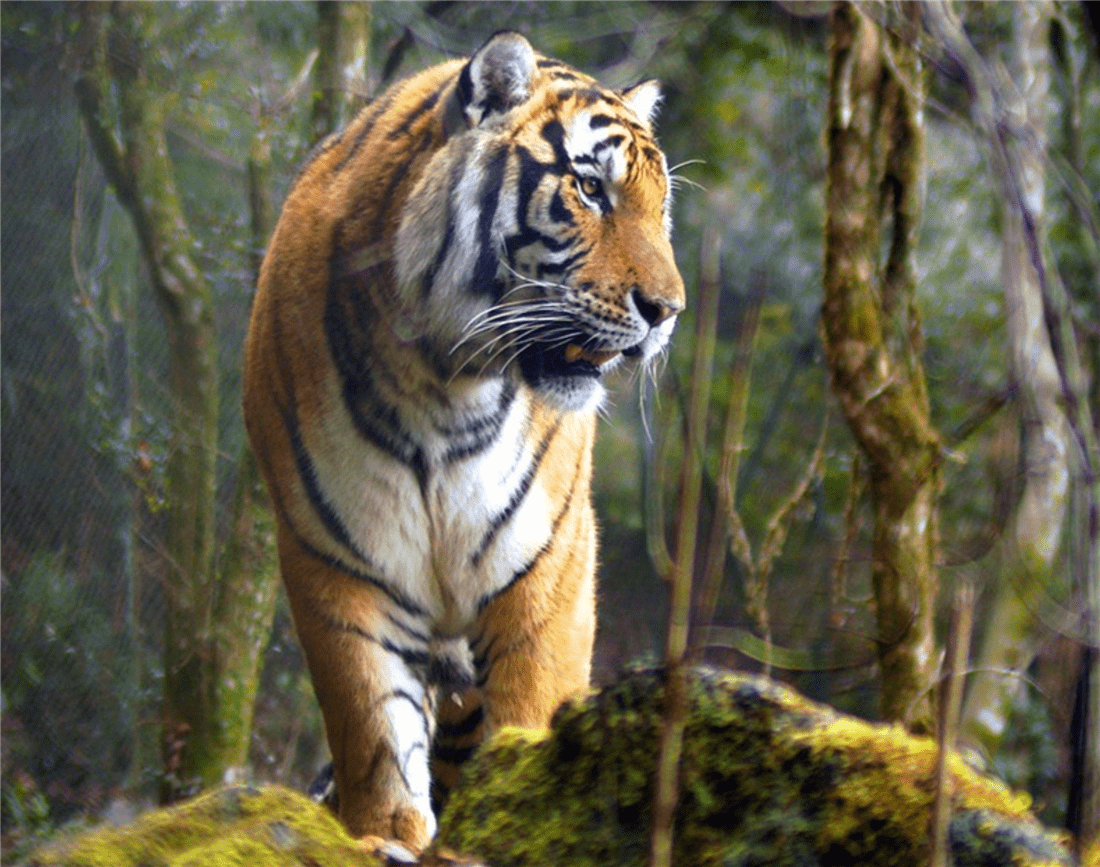 华南虎前世今生：诞生在中国，50年代被大力捕杀，21世纪野外灭绝_搜狐网