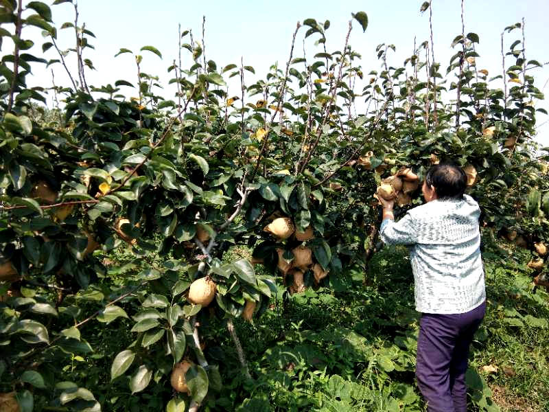 我们的小康路江苏东海水晶梨抢先上市畅销沪苏浙