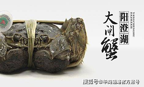螃蟹|99%阳澄湖大闸蟹是冒牌，养蟹上市公司不赚钱，差点转型卖避孕套